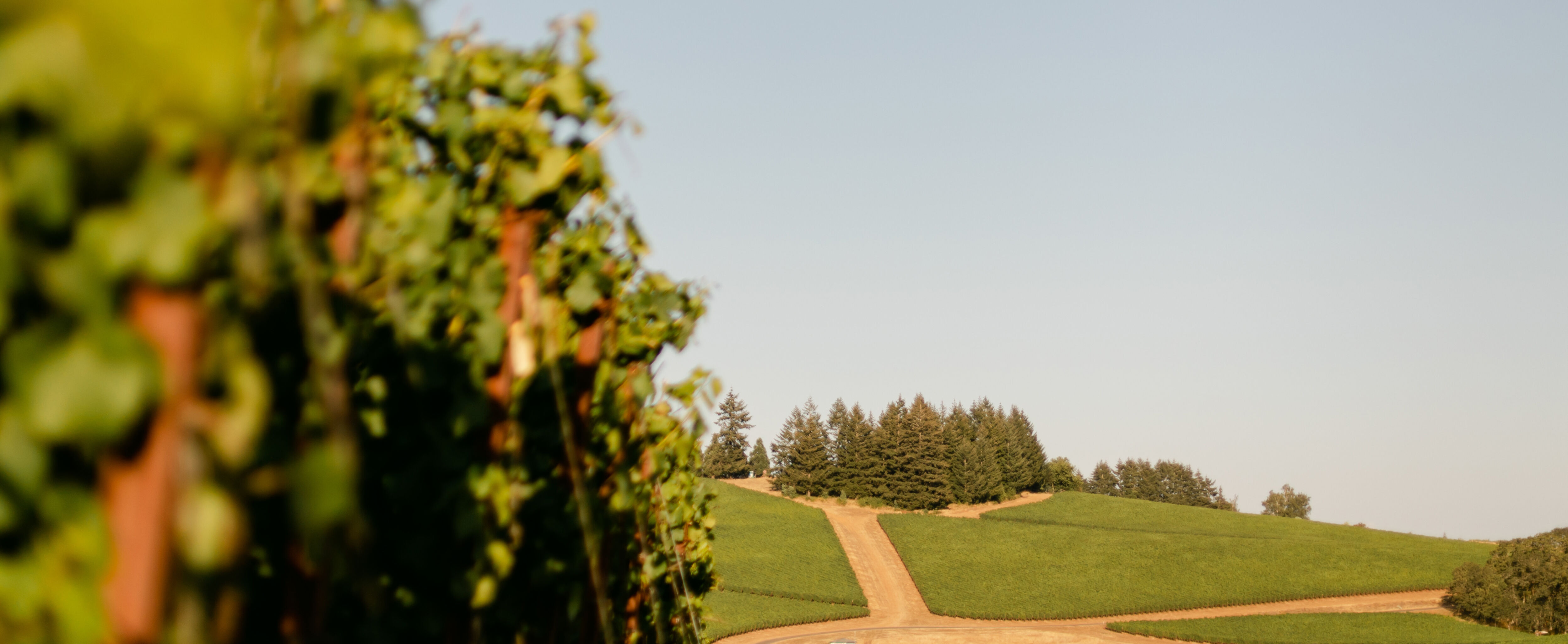 Zena Crown Vineyard