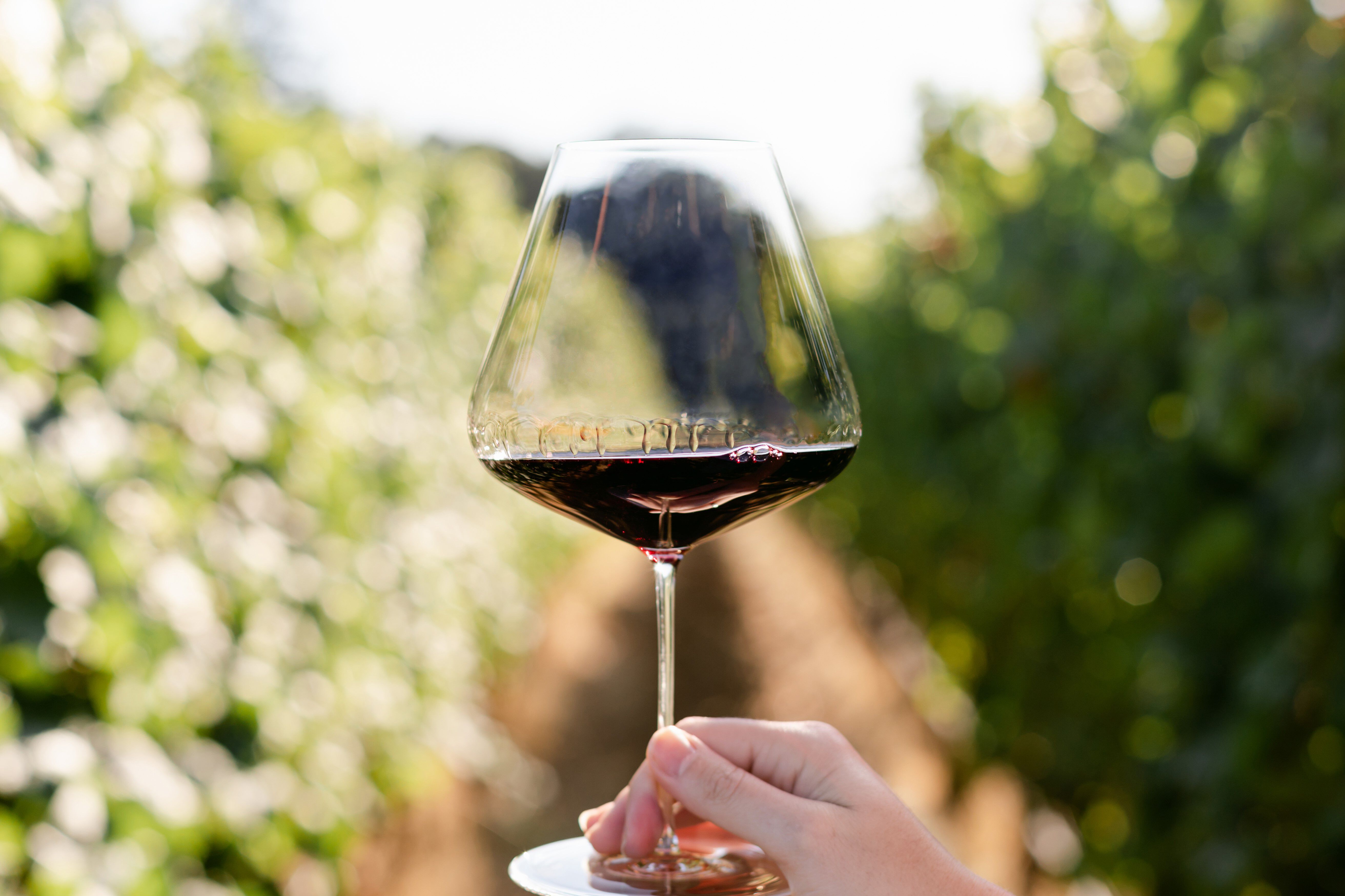 A glass of red wine being held up in a vineyard