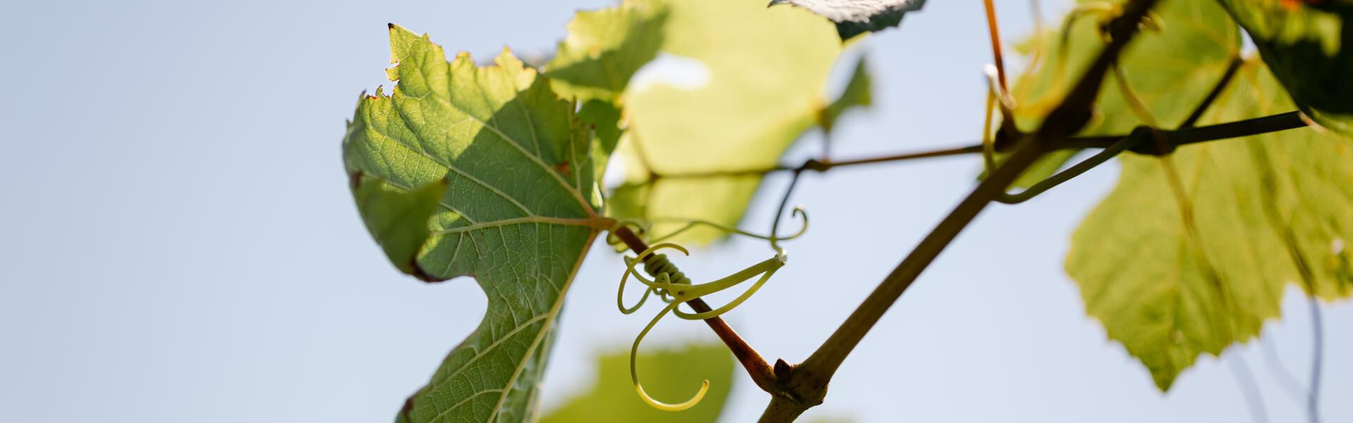 Close Up of Vineyard leaves