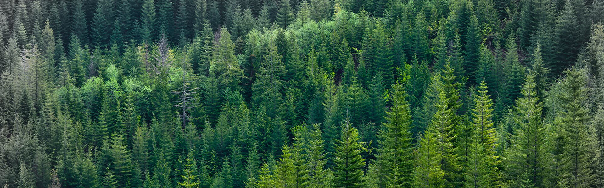 A closeup photograph of pine trees.