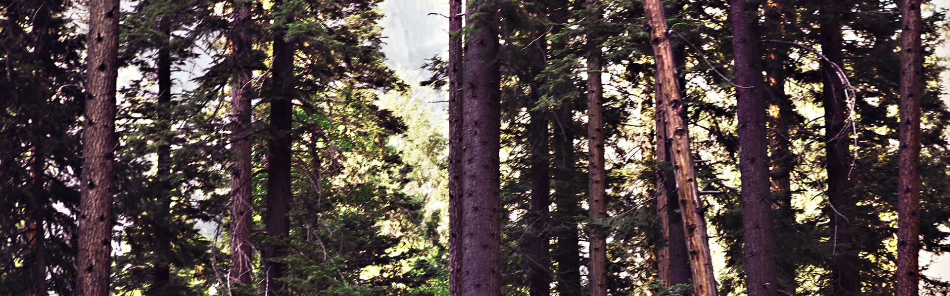 A closeup photograph of pine trees.