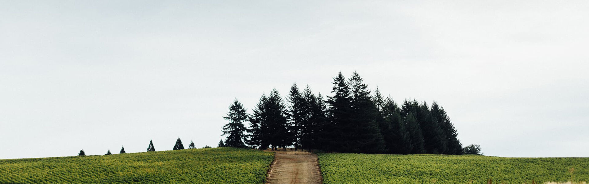 Photograph of Zena Crown Vineyard's iconic treeline.